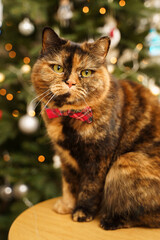 Christmas cat with festive red bow tie looking at camera. Bright New Year tree lights on background