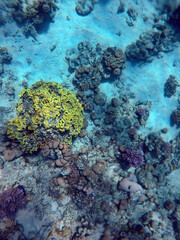 Tropical coral reef. Ecosystem and environment. Egypt. Near Sharm El Sheikh