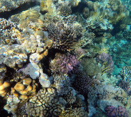 Plakat Tropical coral reef. Ecosystem and environment. Egypt. Near Sharm El Sheikh