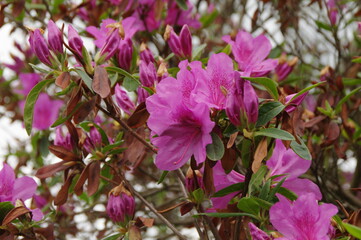 Obraz premium 節度・慎みの花言葉のつつじ、輝くようなピンク色の花弁