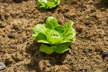 Green Plant Leaves Sprouting from Soil