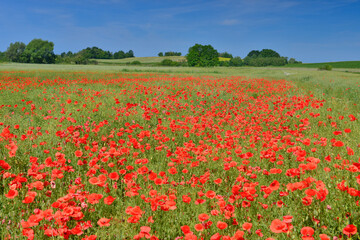 Poppy field in summer countryside