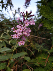 A small group of roses in a light purple color