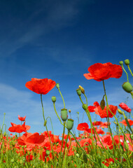 Fototapeta premium Sunny poppies on summer field