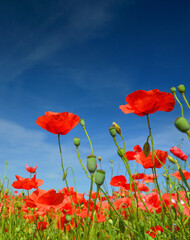 Sunny poppies on summer field