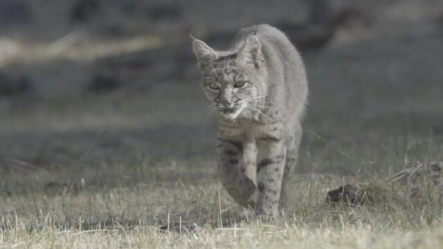 Bobcat walking at forest