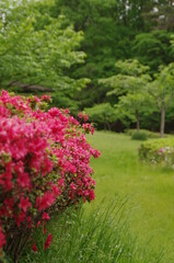 節度・慎みの花言葉のつつじ、輝くようなピンク色の花弁