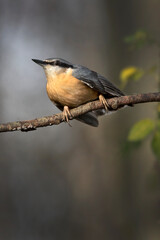 Fototapeta premium Nuthatch sitting on a branch