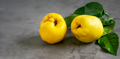 Ripe fresh yellow quince fruits with green leaves on the gray background. Healthy organic quince.