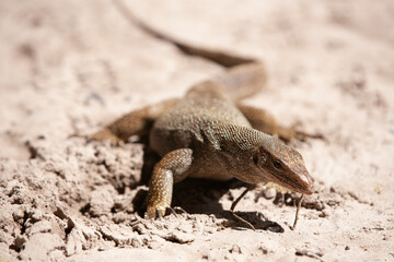 A giant lizard crawls along the beach
