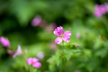 Obraz premium Flowers in the Wild