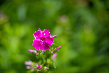 Obraz premium Flowers in the Wild