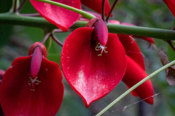 Ceibo Tree in Flower. National Flower of the Argentine Republic © Carlos G. Baquero