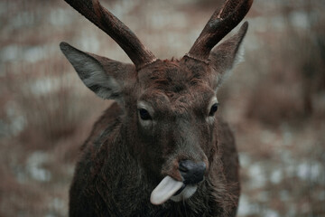 Fototapeta premium Fallow deer fawn eating a leaf