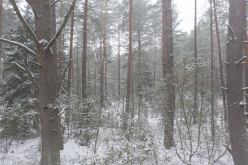 road through the winter pine forest. Road seen from the air. Aerial view landscape. shooting from a drone