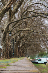 Tree road Riverside of Ponte de Lima village in Portugal