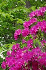 Obraz premium 節度・慎みの花言葉のつつじ、輝くようなピンク色の花弁