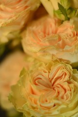 Bouquet of cream roses close up