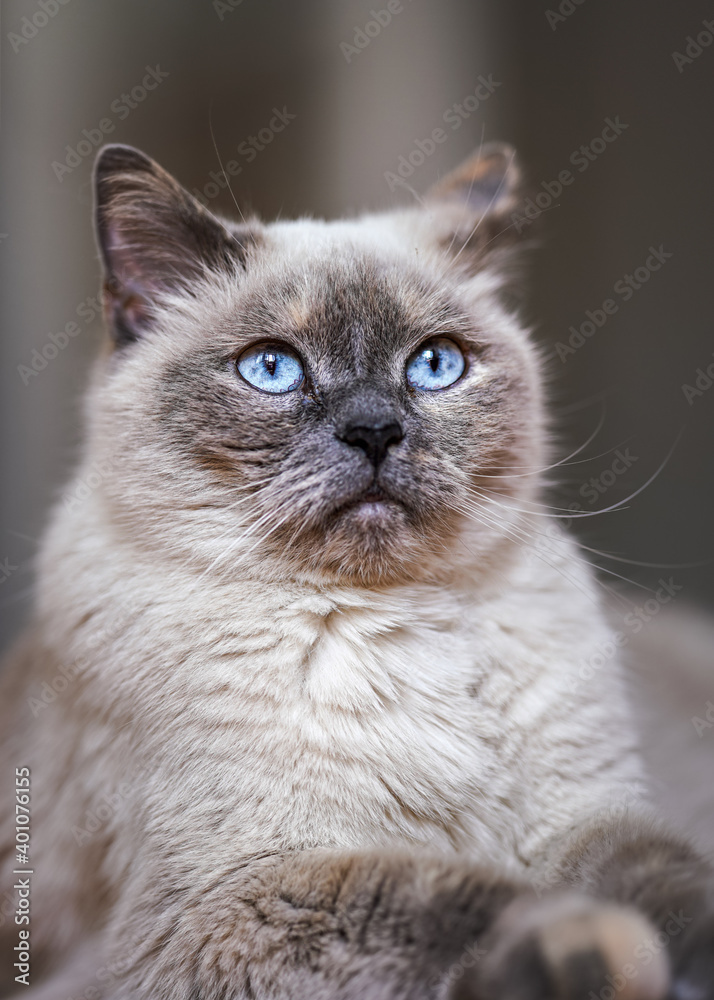 Canvas Prints Older gray cat with piercing blue eyes, closeup detail