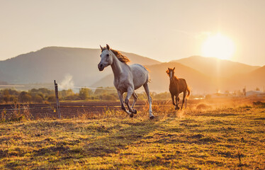 White Arabian horse running on grass field another brown one behind, afternoon sun shines in...