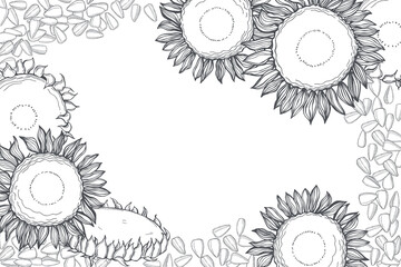 Sunflower. Flowers and seeds. Vector background.