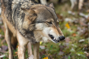 Naklejka na ściany i meble Grey Wolf (Canis lupus) Bares Canine Tooth Autumn