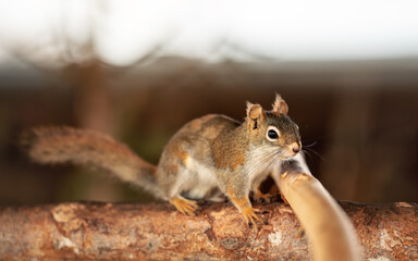 American red squirrel (Tamiasciurus hudsonicus) walking on wooden branch, closeup detail