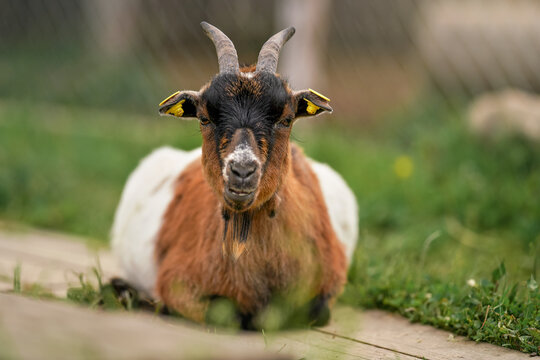 American Pygmy (Cameroon goat) resting on the ground wooden footpath, green grass near, closeup detail