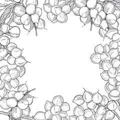 Macadamia. Vector background.