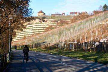 A bicycle at the path next to the street in the vineyards where a guy rides the bicycle at an autumn day