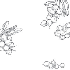 Macadamia. Vector background.
