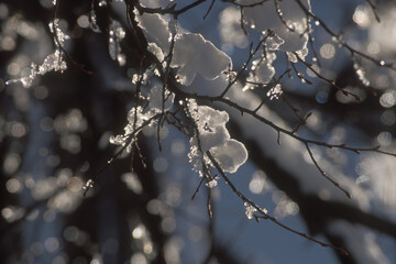 Schnee auf zweigen