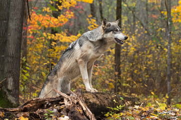 Fototapeta premium Grey Wolf (Canis lupus) Paws Up on Log Autumn