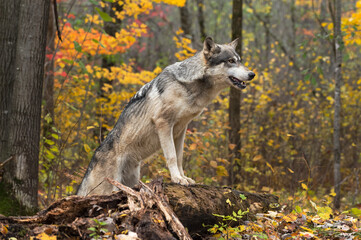 Grey Wolf (Canis lupus) Paws Up on Log Autumn