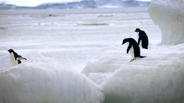 Adelie penguins jumping from one iceberg to another
