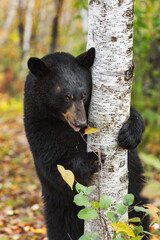 Fototapeta premium Black Bear (Ursus americanus) Holds on to Birch Tree While Licking Leaf Autumn