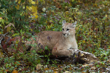 Cougar (Puma concolor) LIes on Log Sharpening Claws Ears Back Autumn