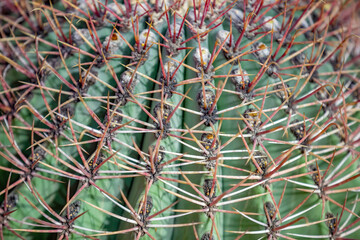 Obraz premium Cactus. Rare exotic succulent from the family of the perennial flowering plants