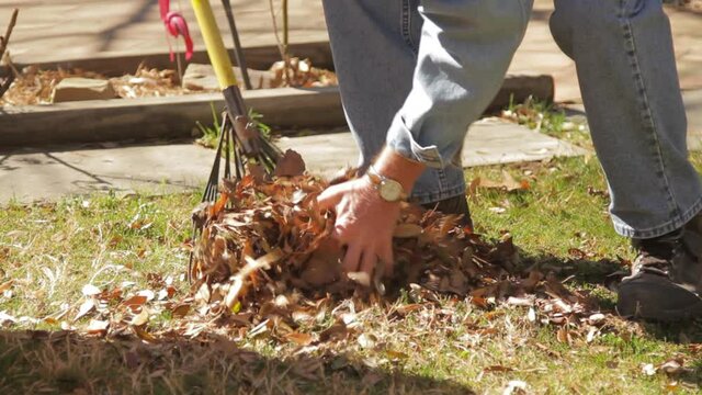 Man raking autumn leaves into wheelbarrow