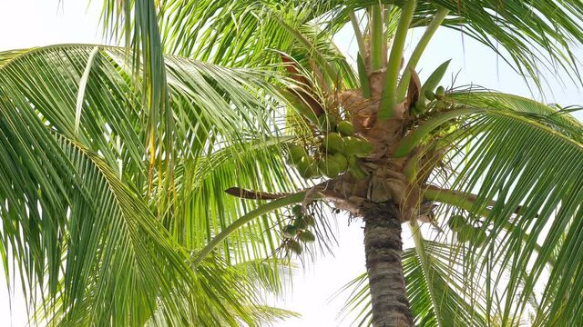 Coconut palm tree at resort area. Tropical nature