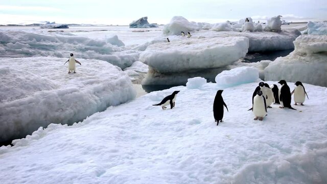 Adelie penguins in natural habitat