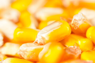 Close up of corn grains