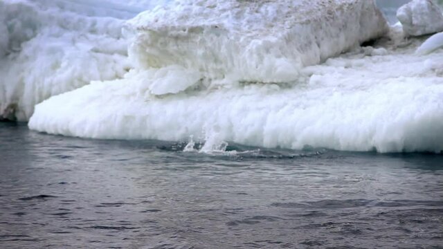 Adelie penguins diving from iceberg into ocean
