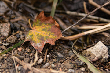 Herbstblatt am Boden