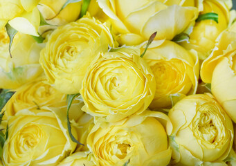 Beautiful yellow pion-shaped rose. Bouquet Shrub roses. Illuminating yellow. Trendy color 2021