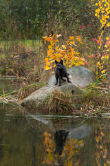 Silver Fox (Vulpes vulpes) Stands on Rock Reflected in Water Autumn