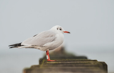 Möwe auf den Buhnen