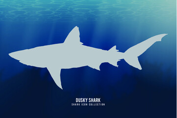 Dusky Shark