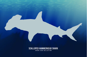 Scalloped Hammerhead Shark - obrazy, fototapety, plakaty