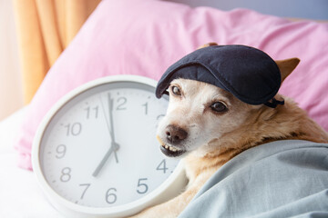 cute dog puppy  sleeping with sleeping mask on in bed hugging big clock, morning time wake up....